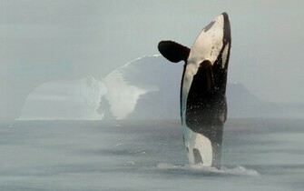Orca Wallpaper Desktop Online