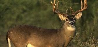 Deer Hunting Wallpaper HD Jpg