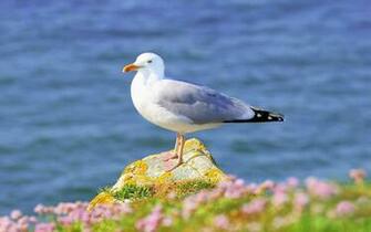 Animal Wallpaper Dom Of Flying Seagulls HD Desktop