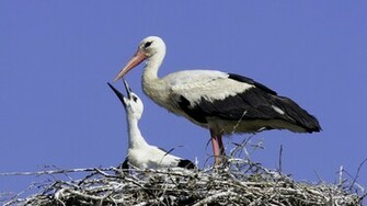 Animal Aug Stork Wallpaper HD Categories