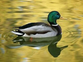 Mallard Duck Wallpaper