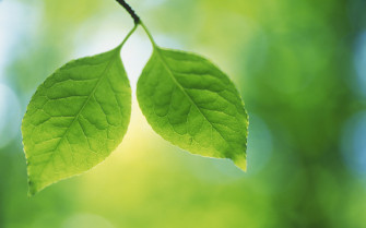 Green Leaves Nice Picture Wallpaper