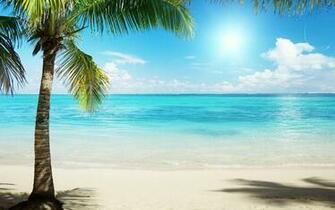 Summer Tropical Background Wallpaper Nature