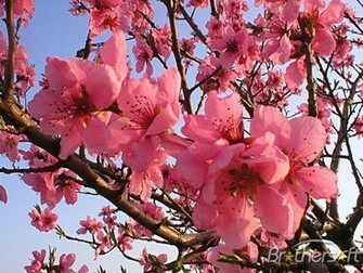 Net Gallery Spring Screen Savers Flowers Wallpaper Photo
