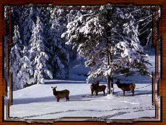 Yellowstone National Park Elk Pictures Wallpaper
