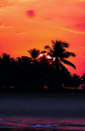 Palm Tree Sunset Wallpaper