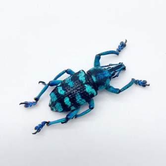 Snout Beetle Wallpaper