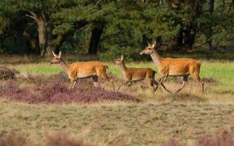 Animal Wallpaper Background Deer Desktop Image Baby