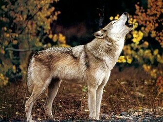 Wallpaper Howling Wolf