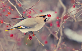 HD Birds Wallpaper