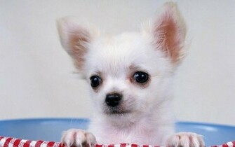 Chihuahua Wallpaper Pictures