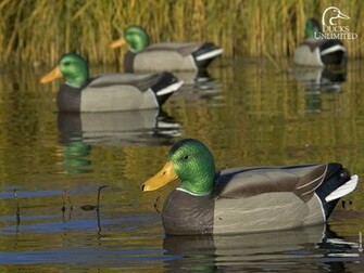 Ducks Unlimited Wallpaper Wallpaperkin