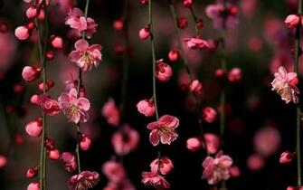 Cherry Blossoms Sakura HD Wallpaper Background