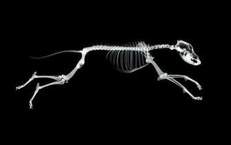 HD X Ray Desktop Wallpaper Animal Speed