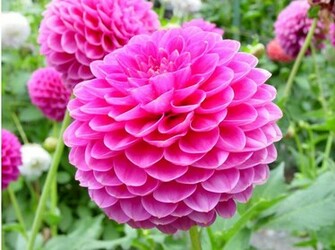Dahlia Wallpaper