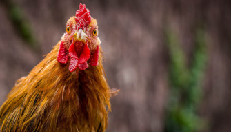 Chicken Wallpaper