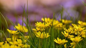 Wallpaper Flowers 4k HD Green Grass Nature