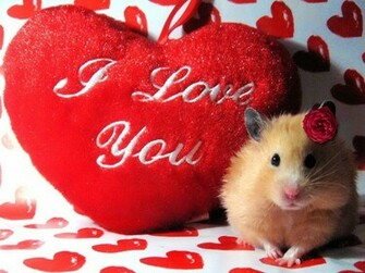 Love You HD Wallpaper