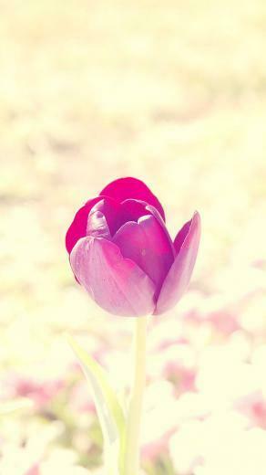 Flower Bud Bloom Closeup iPhone 5s Wallpaper