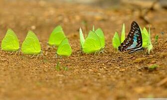 Mud Puddling 4k HD Desktop Wallpaper For Ultra Tv Wide