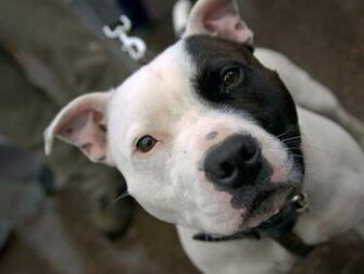 Cute Pit Bull Puppies Pitbull HD Wallpaper With Resolution