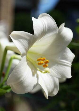 Easter Lily Wallpaper