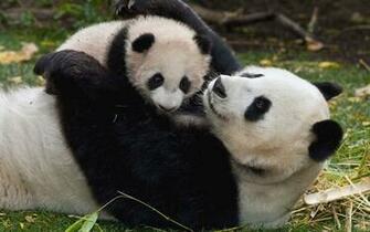 Cute Baby Panda Bears Wallpaper Image Pictures Becuo