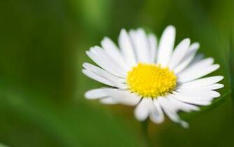 May Background By Dorinaoo