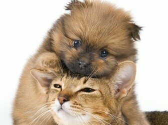 Cats And Dogs Wallpaper