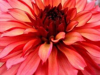 Dahlia Wallpaper