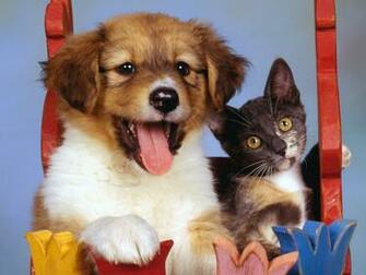 Cats Background Wallpaper High Quality Desktop