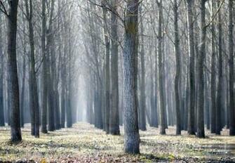 Into The Woods High Quality And Resolution Wallpaper On