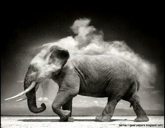 Elephant Wallpaper Desktop Black And White Amazing