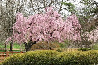Desktop Wallpaper Usa Missouri Botanical Garden Spring Nature Parks