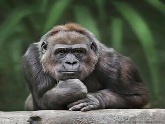 The Thinker Jpg