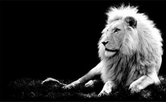 White Photography Pieces Of Exquisite Portrait Black