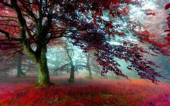 Ultra High Definition Widescreen Wallpaper