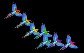 Wallpaper Rainbow Colors Macaw Image For Desktop Section