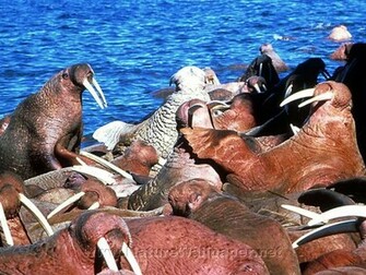 Walrus Wallpaper
