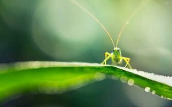 Grasshopper Wallpaper Animal
