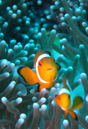 Clown Fish iPhone Wallpaper