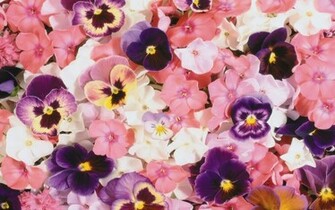 Pansies Wallpaper