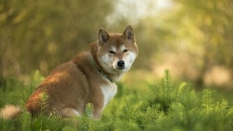Shiba Inu In The Tall Grass Widescreen Wallpaper