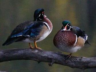 Wood Duck Wallpaper