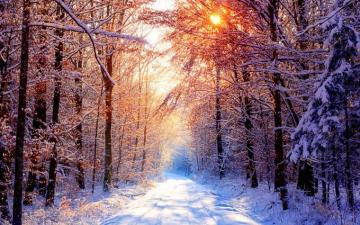 Winter Forest Desktop Wallpaper On