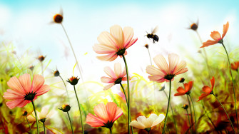 Flowers Spring Season Time HD Wallpaper