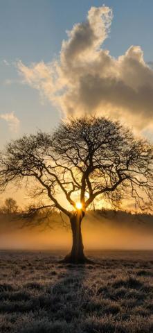 Oak Tree iPhone Wallpaper 4k HD Background On