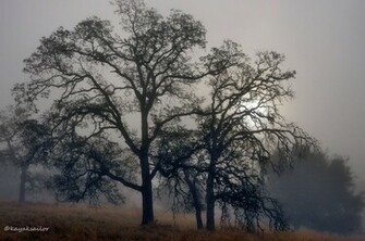 Oak Trees In Fog Wallpaper By Kayaksailor