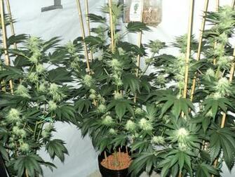 Pin Nature Drugs Marijuana Plants Weed HD Wallpaper