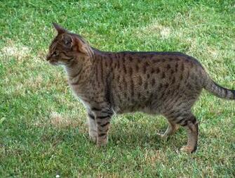 Ocicat In Nature Photo And Wallpaper Beautiful